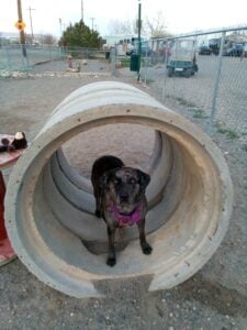 A black and brown dog, like a living work of art in a gallery, stands inside a large concrete pipe at a fenced outdoor area. Sporting a purple harness, the dog gazes towards the camera. The backdrop features trees, parked cars, and a clear sky.