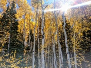 A gallery-worthy vibrant forest scene showcases tall aspen trees with golden-yellow leaves contrasting against evergreen pines. Sunlight filters through the foliage, creating bright rays and a serene atmosphere beneath the clear blue sky.