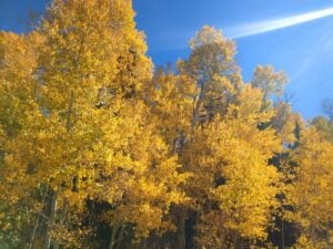 A gallery of bright yellow autumn leaves adorns tall trees set against a clear blue sky, with sunlight streaming through.
