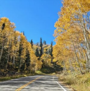 A scenic road, reminiscent of an autumn gallery, is lined with vibrant yellow trees under a clear blue sky. Tall evergreens stand in the background, creating a colorful contrast. The road curves gently, inviting travelers into this picturesque landscape masterpiece.