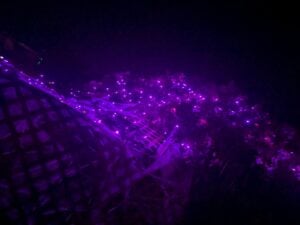 A dark scene is illuminated by purple string lights draped over a gallery structure, creating a glowing effect against the night sky. The lights are tangled with translucent material, casting a mystical ambiance.