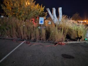 A nighttime scene in a parking lot with a handicapped parking sign resembles an open-air gallery exhibition. Tall grasses and a tree stump are illuminated in the background, casting shadows like contemporary art installations. An orange extension cord is thoughtfully placed along the pavement.