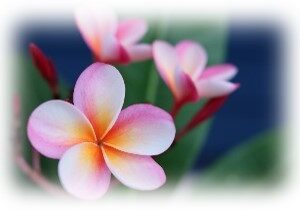 Close-up of pink and white plumeria flowers with soft yellow centers, perfect for a Mother's Day celebration. The vibrant flowers stand in focus against a blurred background of green leaves and a dark blue hue, adding contrast to the bright, delicate petals and making them an ideal Mother's Day gift.