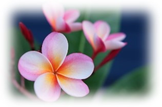 Close-up of pink and white plumeria flowers with soft yellow centers, perfect for a Mother's Day celebration. The vibrant flowers stand in focus against a blurred background of green leaves and a dark blue hue, adding contrast to the bright, delicate petals and making them an ideal Mother's Day gift.